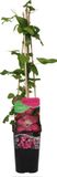 Bloomique Clematis Ville de Lyon Bosrank Donkerroze Klimplant Winterhard 50-70 cm Pot 15cm