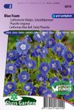 Sluis Garden Alimentation Blue Foam (Phacelia)