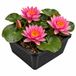 vdvelde.com - Nénuphar rose pour étang - Kit complet avec panier de plantation, substrat et engrais - Plante aquatique vivace rustique - Prêt à planter - Floraison abondante