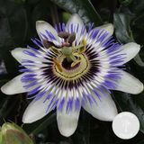 Bloomique - Passiflora Caerulea - Passiebloem - Blauw, Wit - Klimplanten - Tuinplanten - Winterhard - Hoogte 50-70 cm - Pot 15 cm
