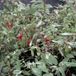 Groendecor Tuinarchitectuur 6x Fuchsia magell. 'Tricolor' | pot de 9x9 cm