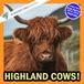 Highland Cows!: A My Incredible World Picture Book for Children