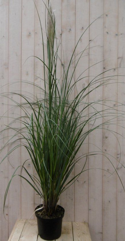 Warentuin natuurlijk Pampasgras Cortaderia