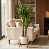 Green boutiQ - Yucca Elephantipes - Kamerplant - Groen - Weinig onderhoud - Pot 21cm - Hoogte 80-95cm