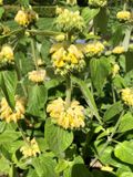 GRDplanten Groendecor Tuinarchitectuur 6x Brandkruid, Etagebloem, Viltkruid - Phlomis russeliana | 9x9 cm pot