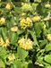 GRDplanten Groendecor Tuinarchitectuur 6x Brandkruid, Etagebloem, Viltkruid - Phlomis russeliana | 9x9 cm pot