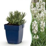 Green boutiQ Lavandula ang. Hidcote - Lavendel - Geurend - Paars - 6 Planten - Pot 11cm - Hoogte 15-25cm