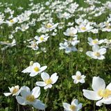 Arborix Anemone sylvestris - Bosanemoon pot 9x9 cm