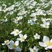 Arborix Anemone sylvestris - Bosanemoon pot 9x9 cm