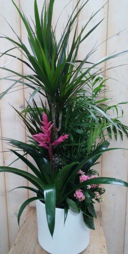 Warentuin natuurlijk - Bromelia roze plantenbakje binnen