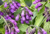 GRDplanten Groendecor Tuinarchitectuur 6 x Symphytum officinale - Smeerwortel, Dolle Hondsbeien | 9×9 cm pot