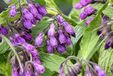 GRDplanten Groendecor Tuinarchitectuur 6 x Symphytum officinale - Smeerwortel, Dolle Hondsbeien | 9×9 cm pot