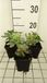 Pachysandra 6x plante d'ombre - Pachysandra term. 'Variegata' | pot de 9x9 cm