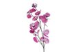 Coppens Eucalyptus Kunsttak Lila PE 80 cm