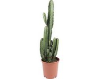 Bloomique Euphorbia Acrurensis Wolfsmelk Cowboy Cactus Hanekam Wolfsmelk Kamerplanten Hoogte 100-120 cm Pot 24 cm