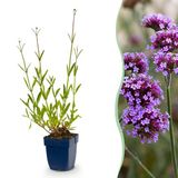 Green boutiQ Verbena bonariensis - Ijzerhard - Paars - 1 Plant - Pot 11cm