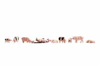 Noch 36712 Varkens Landschap Boetseren
