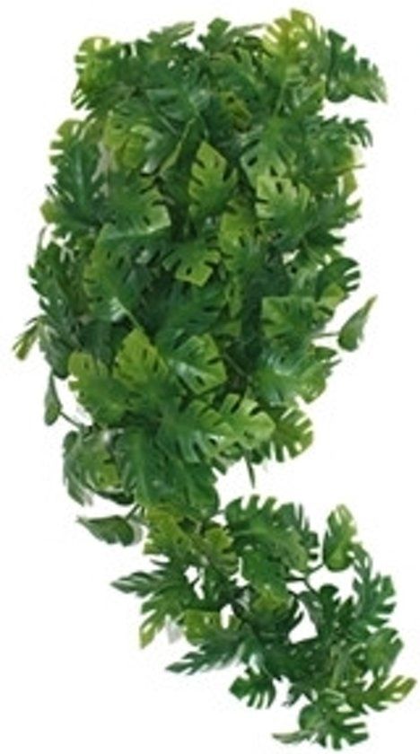 Komodo Plant Split Philodendron - 40 cm