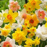 Bloomique - Mix van 15 Narcissus Narcis Hele Lente Bloemen Mix Kleuren Bloembollen Voorjaarsbloeiend Meerjarige Planten Groeit tot 15-35 cm