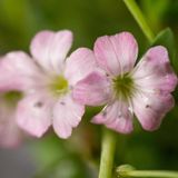 Arborix Bol 6 x Gypsophila Repens 'Rosea' - Kruipend Gipskruid pot 9x9cm, bodembedekkend en luchtig bloeiend