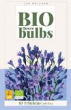 Jub Triteleia Triteleia corrina bloembol JUB 10 stuks bio