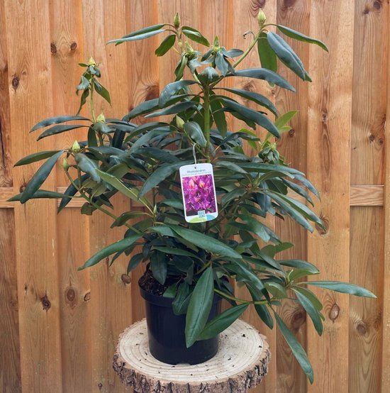Warentuin natuurlijk - Rhododendron Marcel Menard