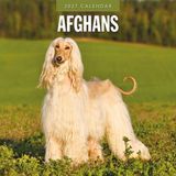 Red Robin Afghaanse Windhond Kalender 2027