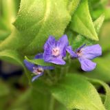 Arborix Anchusa azurea 'Loddon Royalist' - Ossetong - Pot 9x9 cm: Intens blauwe bloemen, zonminnend