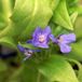 Arborix Anchusa azurea 'Loddon Royalist' - Ossetong - Pot 9x9 cm: Intens blauwe bloemen, zonminnend