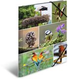 HERMA A4 Vogels Set van 3 Kinderhoekmappen van Karton met Dierenmotief, Elastiek, Binnenkleppen en Binnenopdruk voor Jongens en Meisjes
