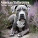 Avonside American Staffordshire Terrier Kalender 2027 Wandkalender Dieren nl