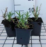 GRDplanten Groendecor Tuinarchitectuur 6x Gipskruid - Gypsophila pan. 'Schneeflocke' | 9x9 cm pot