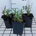 Groendecor Tuinarchitectuur 6x Gypsophila pan. 'Schneeflocke' | pot 9x9 cm