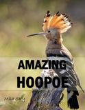AMAZING HOOPOE: A Coffee Table Photo Book for Animal Lovers