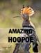 AMAZING HOOPOE: A Coffee Table Photo Book for Animal Lovers