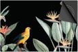 Dietrix Inductie Beschermer - 78x52 cm - Jungle Zwart Bladeren Vogel