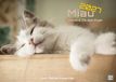 Miau - Unsere Stubentiger - Der Katzenkalender - 2027 - Kalender DIN A3