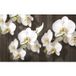 Papier peint panoramique - Fleurs - 408 cm x 255 cm