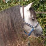 Pagony Deluxe Touwhalster - Pony - Blauw - Nylon