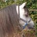Pagony Deluxe Touwhalster - Pony - Blauw - Nylon