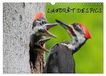 LA CALVENDO LA FORÊT DES PICS (Calendrier mural 2027 DIN A3 vertical), CALVENDO calendrier mensuel: 13 photos des pics de la forêt québécoise.