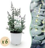 Pflanzenboutique Plantenboetiek.nl Eucalyptus gunni - Grijs - 6 Planten - Winterhard - Ø20cm - 30-40cm hoog