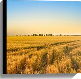 Merkloos / Sans marque Take your time Canvas - Graanveld bij Zonsopkomst - 40x40 cm Foto op Canvas Schilderij (Wanddecoratie op Canvas)