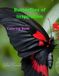 Butterflies of Inspiration: Coloring Book