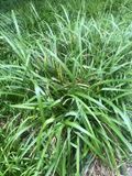 GRDplanten 6x Hangende zegge - Carex pendula