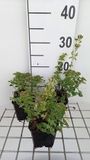 GRDplanten Groendecor Tuinarchitectuur 6x Origanum - Origanum vulg. 'Hot & Spicy' | 9x9 cm pot