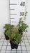 GRDplanten Groendecor Tuinarchitectuur 6x Origanum - Origanum vulg. 'Hot & Spicy' | 9x9 cm pot