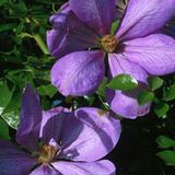 Arborix Clematis 'Mrs Cholmondeley' - Bosrank - 50-60 cm pot