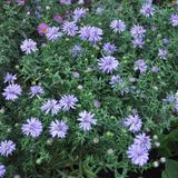 Arborix Aster 6 x Aster Dumosus 'Lady In Blue' - Herfstaster pot 9x9cm - Blauwe bloemen, compacte groei