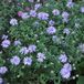 Aster 6 x Aster Dumosus 'Lady In Blue' - Astéracée d'automne pot 9x9cm - Fleurs bleues, croissance compacte